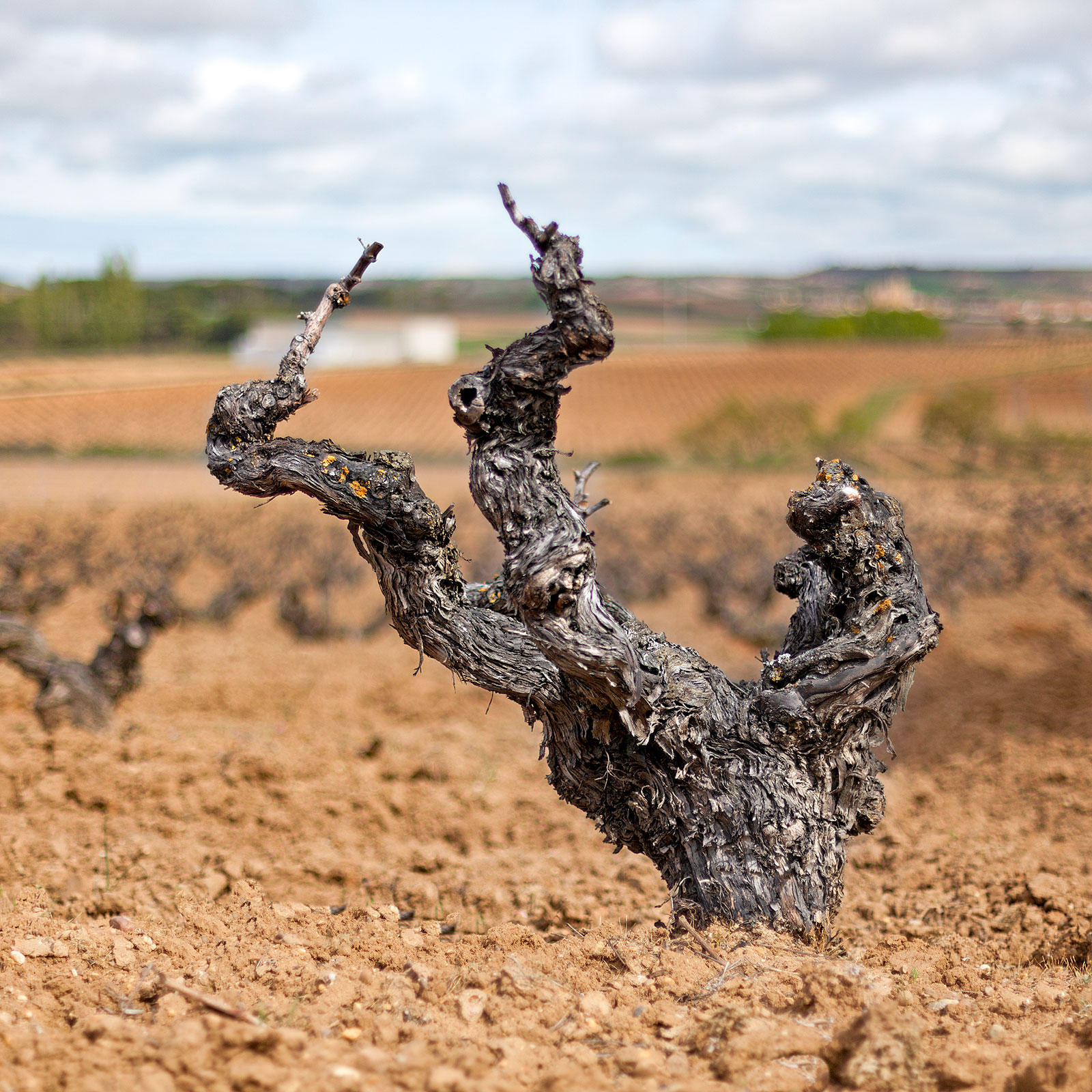 Viñedos Bodegas Los Astrales - Ribera del Duero