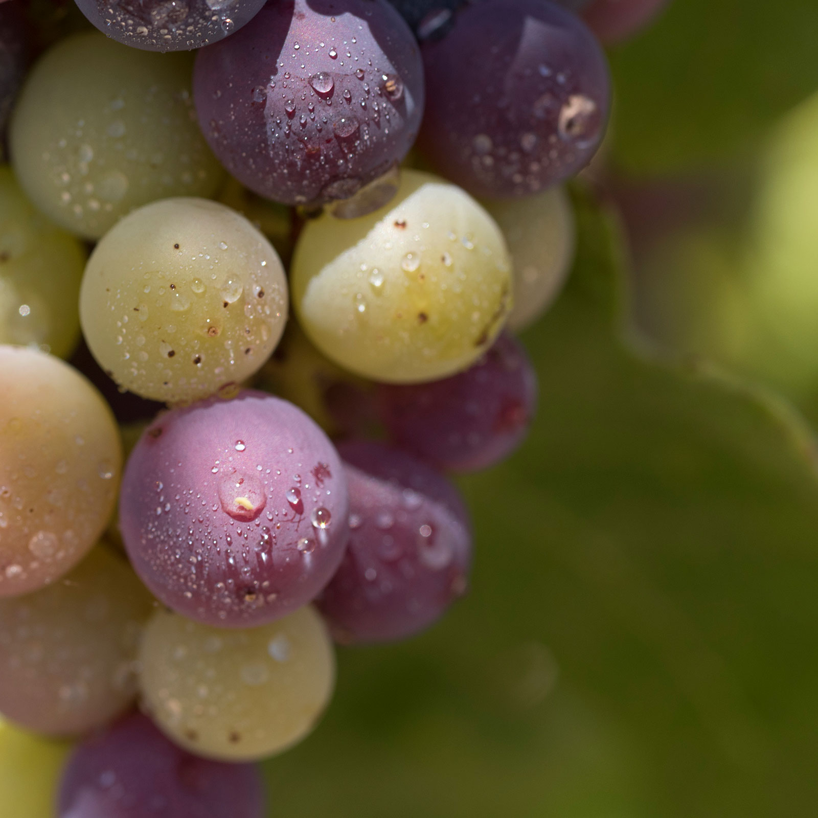 Viñedos Bodegas Los Astrales - Ribera del Duero