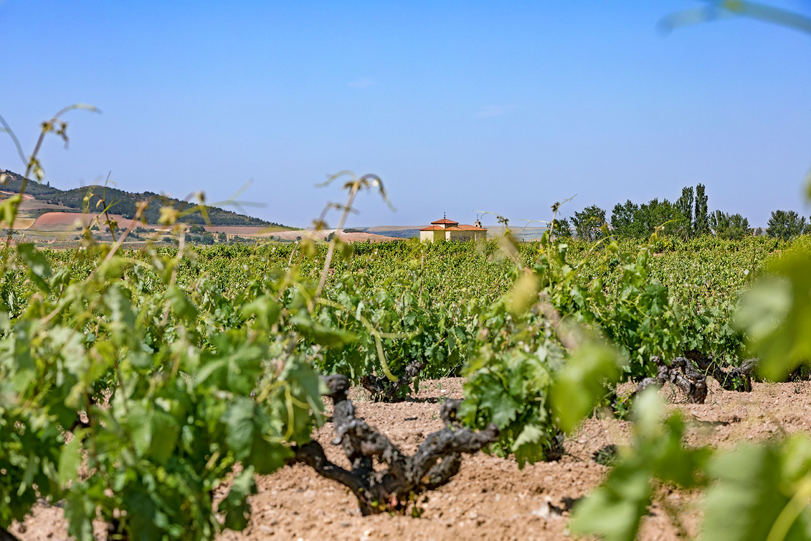 Viñedos Bodegas Los Astrales - Ribera del Duero