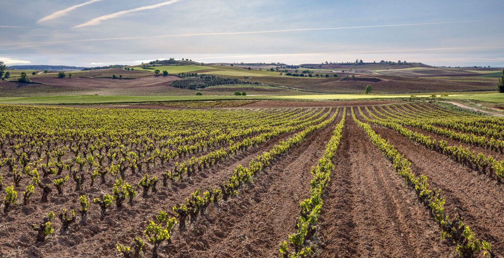 Viñedos Bodegas Los Astrales - Ribera del Duero