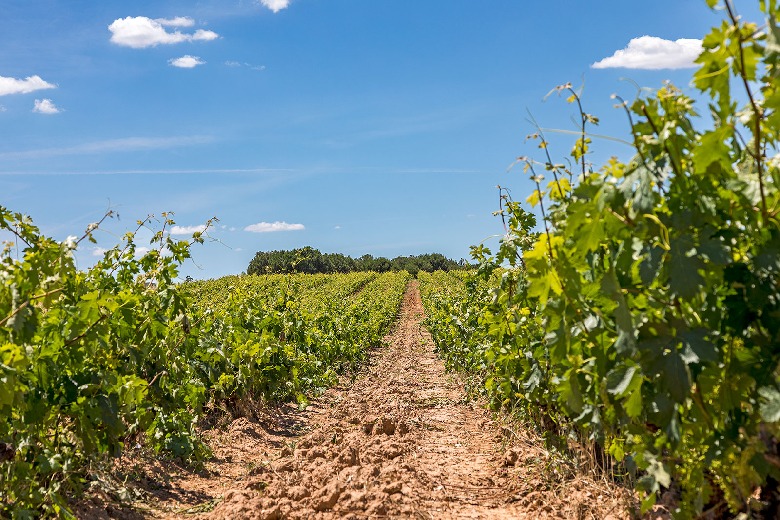 Viñedos Bodegas Los Astrales - Ribera del Duero