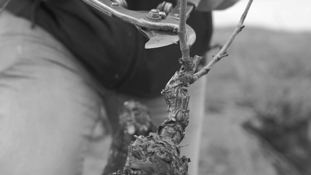 La poda en Bodegas Los Astrales